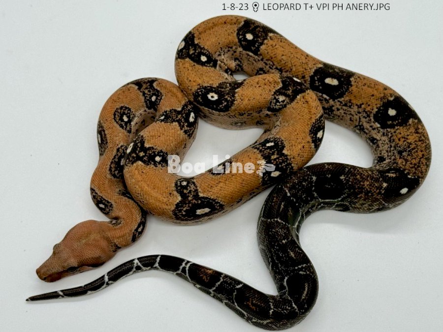 LEOPARD T+ VPI PH ANERY
